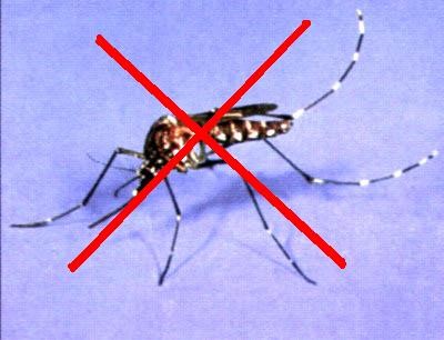 As there is no vaccine, prevention of dengue fever is sought by reducing the habitat and the number of mosquitoes and limiting exposure to bites