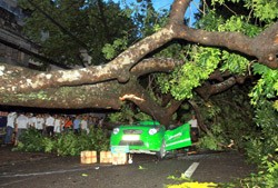 A tree crushes a taxi following heavy rain, killing the driver on Lo Duc Street in central Hai Ba Trung District, Ha Noi (Photo: DanTri)