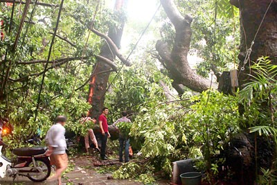 Heavy rain has broken down many trees in Phung Hung district , Hanoi(Photo: SGGP)