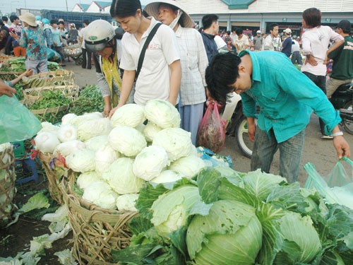 Chinese cabbage sells in huge volumes in markets in Vietnam and is difficult to differentiate from home grown cabbage