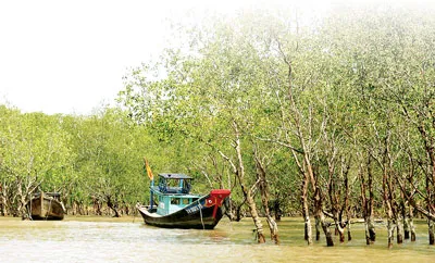 Rừng bần ven cửa sông ở Trà Vinh. Ảnh: B.ĐẠI - M.LONG