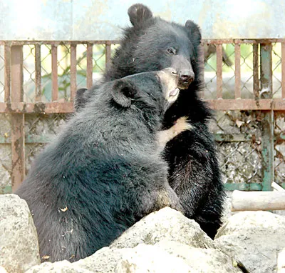 Hai cá thể gấu ngựa đang an dưỡng tại Trung tâm Cứu hộ gấu Cát Tiên (thuộc Vườn quốc gia Cát Tiên) để chờ ngày về với thiên nhiên.