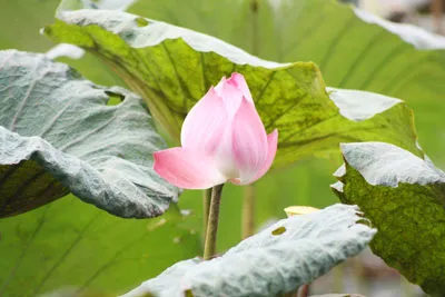 Thi ảnh nghệ thuật "Sen trong đời sống văn hoá Việt”