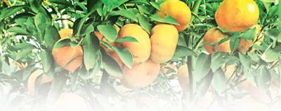 Quả ngọt cuối mùa