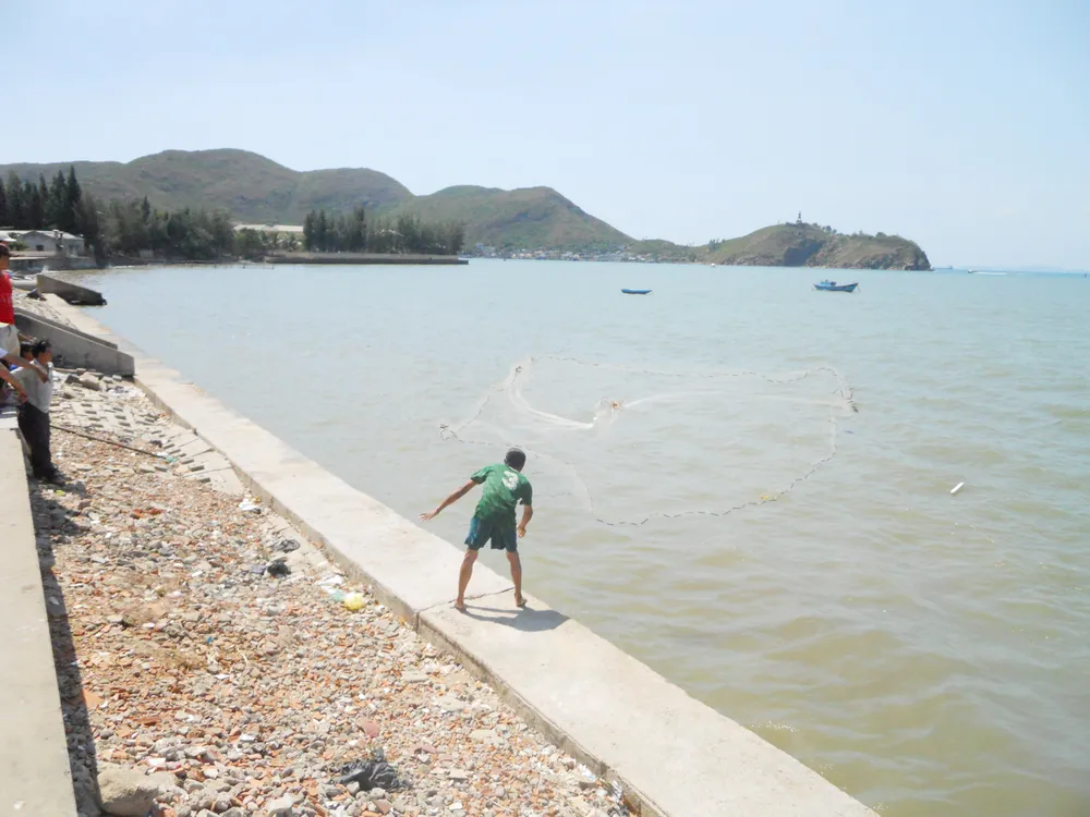 Cá đối xuất hiện dày đặc ở biển Quy Nhơn