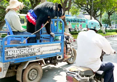 Chở gấu trên xe ba bánh trên đường Hồng Bàng, quận 5, không đảm bảo an toàn.