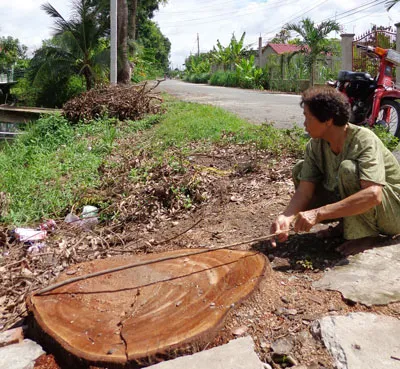 Tiền Giang: 4 cây xà cừ lớn bị lâm tặc đốn hạ