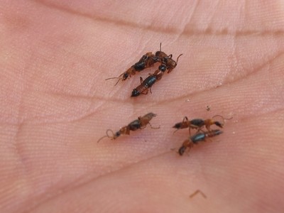 The unidentified insect causing skin infections in Huong Son Resettlement Area