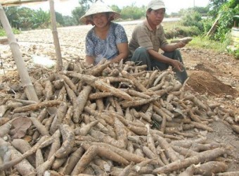 For the first time, cassava is listed among seven of Vietnam’s agricultural export staples that bring in revenues worth at least US$1 billion for the country