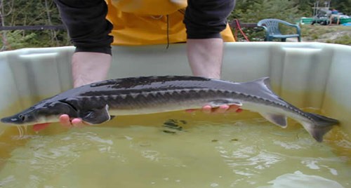 Vietnam raises the fish in the highland province of Lam Dong