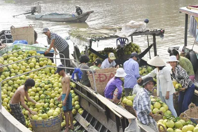 Tiền Giang: Sôi động chợ trái cây An Hữu