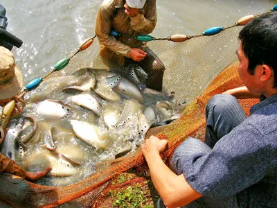 Liên kết chuỗi sản xuất nông sản - Nhu cầu bức thiết