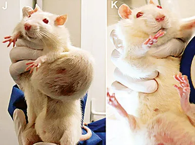 Thực phẩm biến đổi gene của Monsanto gây bướu