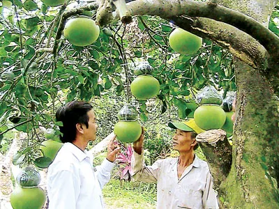 Nhiều loại trái cây phải cho trái nghịch vụ mới hy vọng bán được giá
