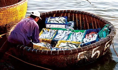 Từng thúng cá được chuyển vào bờ.