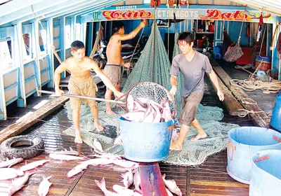 Nghịch lý xuất khẩu thủy sản: Kim ngạch tăng, người nuôi vẫn lỗ