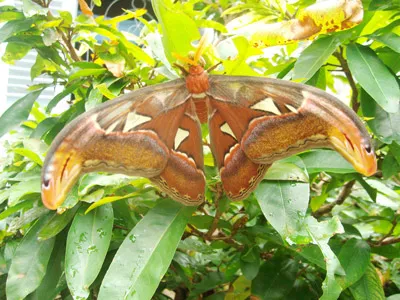 Sóc Trăng: Phát hiện loài bướm khế có tên trong sách đỏ Việt Nam