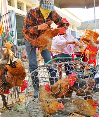 Gà nhập lậu vào chợ Hà Vỹ (Hà Nội) vừa không đảm bảo chất lượng vừa khiến ngành chăn nuôi trong nước gặp nhiều khó khăn. Ảnh: Văn Phúc