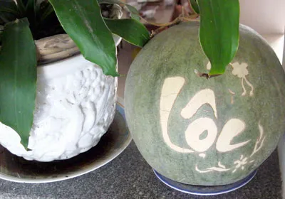 Dưa hấu 8 tháng còn tươi?