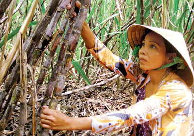 Nông dân ĐBSCL chật vật đối phó giá mía giảm mạnh.