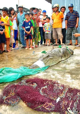 Hơn 100 con cá sấu xổng chuồng ở một  trang trại  tại  Cà Mau