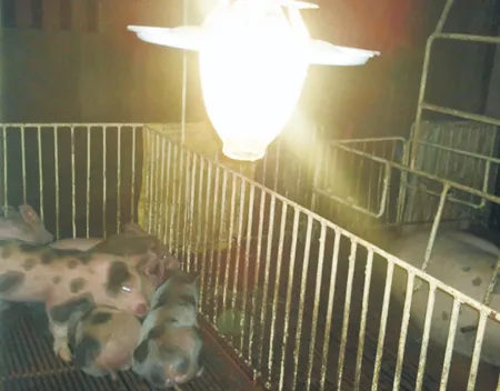 Hình 7: Đèn sử dụng biogas