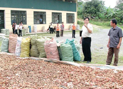 Dược liệu thô được thu gom ở Lào Cai.