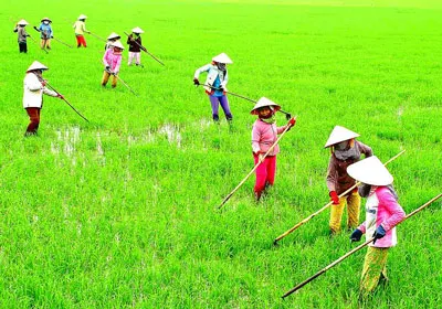 Bảo hiểm cho cây lúa vẫn còn ít nông dân tham gia. Trong ảnh: Nông dân Đồng Tháp chăm sóc lúa. Ảnh: H.Trọng