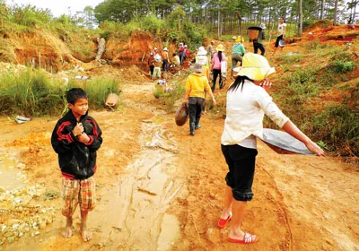 Mỗi ngày có trung bình 100 người dân ở các thôn Đa Blah và Đa Tro, xã Đa Nhim, huyện Lạc Dương, tỉnh Lâm Đồng vào đào khoét rừng thông để tìm thiếc.