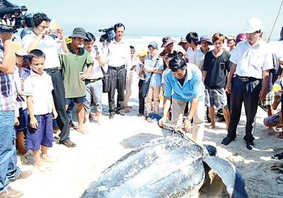 The endangered sea turtle found in sea in the central province of Quang Binh (Photo: SGGP)