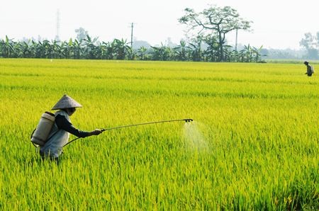 Vietnamese farmers are no longer worried about hike in fertilizer prices because of surplus supply.