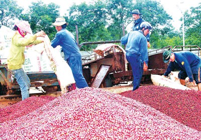 Most of Vietnam’s coffee is exported raw at a low price (Photo: SGGP)