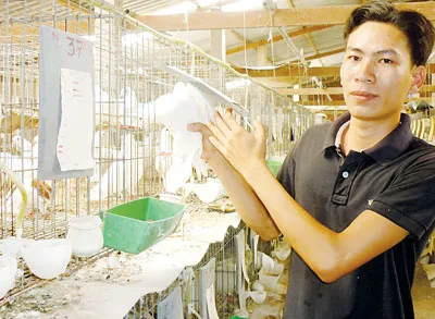 Anh Nguyễn Ngọc Thức (Củ Chi) nuôi bồ câu Pháp với vốn vay khởi nghiệp từ Đoàn. Ảnh: Thanh An