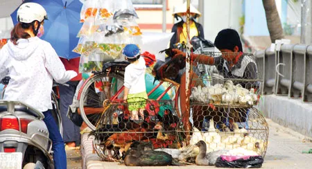 Đề phòng dịch cúm gia cầm: Phải khống chế gà nhập lậu
