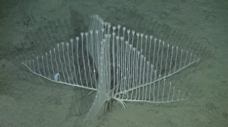 Bọt biển Chondrocladia lyra