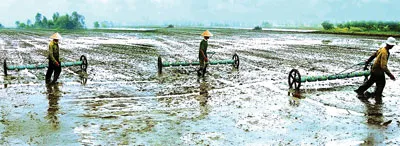 Gieo sạ bằng phương pháp sạ hàng - giải pháp tiến bộ về gieo cấy tại ĐBSCL. Ảnh: D. HOÀNG