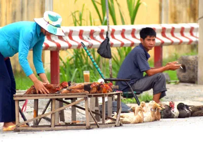 Sớm có tiêu chuẩn gà thải loại
