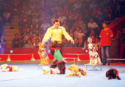 Nghệ thuật xiếc Việt Nam: Bao giờ hết lỗi nhịp?
