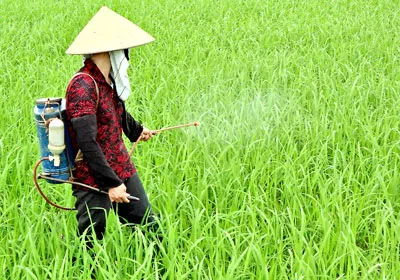 Thói quen sử dụng thuốc BVTV rất có hại cho môi trường. Ảnh: D.Hoàng