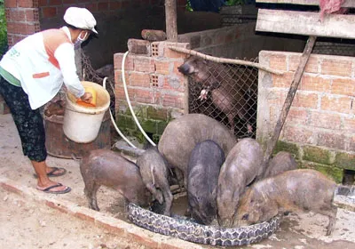Chủ trương cho nuôi 160 loài động vật rừng - Lợi bất cập hại?