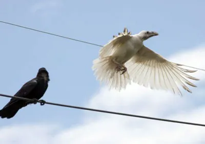 Con quạ trắng vô cùng hiếm gặp được phát hiện ở tỉnh Shimane, Nhật Bản.