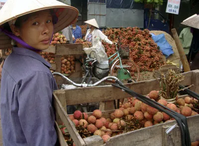 Vải thiều Thanh Hà (Hải Dương) sau khi xuất khẩu quả tươi sang Trung Quốc sẽ được sơ chế, đóng gói mang thương hiệu khác.