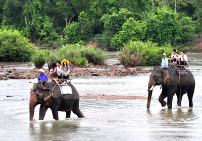 Dak Lak Province will assist owners of elephant herds with free health checks every year (Photo: SGGP)
