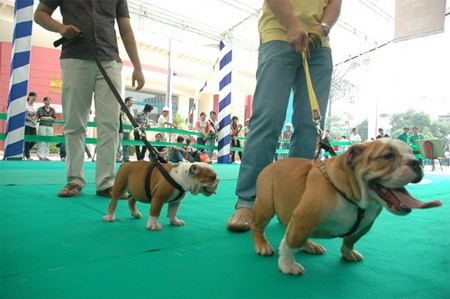 Participants in the VKA Championship Dog Show 2009