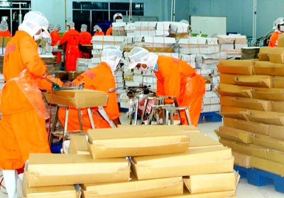 Packaging tra fish for export in Ca Mau province (Photo: SGGP)