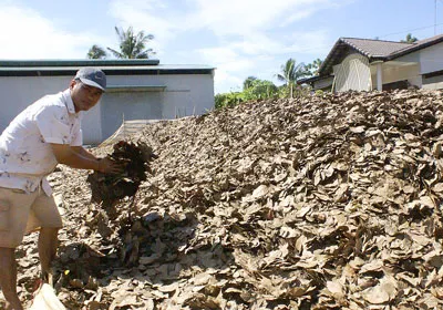 Bất thường việc thu mua lá điều khô