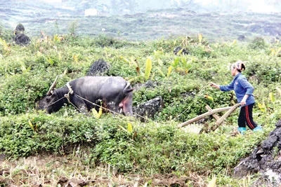 Sống trên đá, vỡ đất trồng cây trên đá.