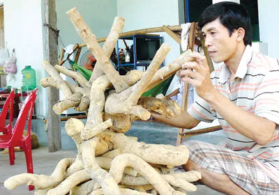 Sốt “thần dược” chữa ung thư