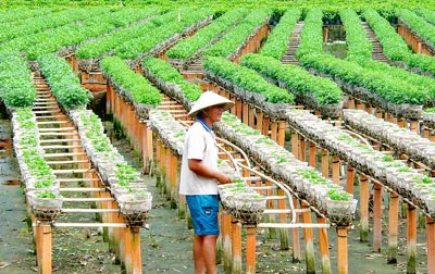 Làng hoa tết “chưa nở”