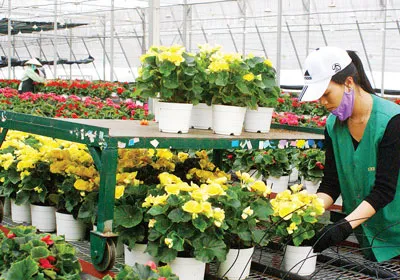 Hoa Dalat Hasfarm sang Nga